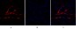 PI 3-kinase p110α Polyclonal Antibody